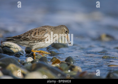 Bécasseau violet Calidris maritima le long de la ligne de marée de nourriture sur la plage de Penzance, Cornwall, en février. Banque D'Images