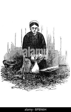 Femme force de faire d'oie foie gras. Illustration d'antiquités. 1900. Banque D'Images