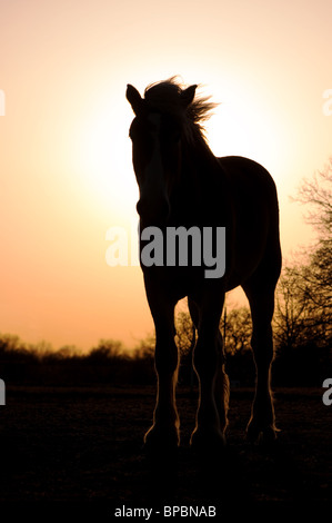 Silhouette d'un projet de l Banque D'Images