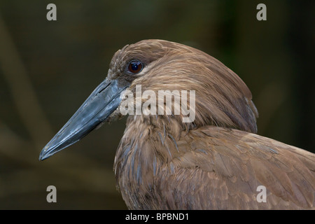 Portrait de scopus umbretta hamerkop () Banque D'Images