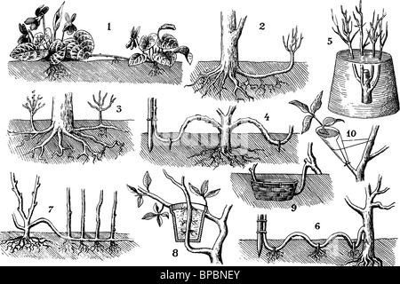 La reproduction des plantes sans graines. Illustration d'antiquités. 1900. Banque D'Images