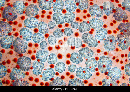 Surface d'une étoile de mer du coussin, Pulau Weh, Sumatra, Indonésie. Banque D'Images