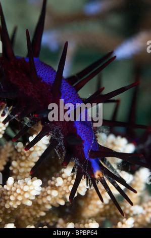 Close up du bras d'une couronne d'épines comme étoile de il se nourrit de coraux durs, Pulau Weh, Sumatra, Indonésie. Banque D'Images