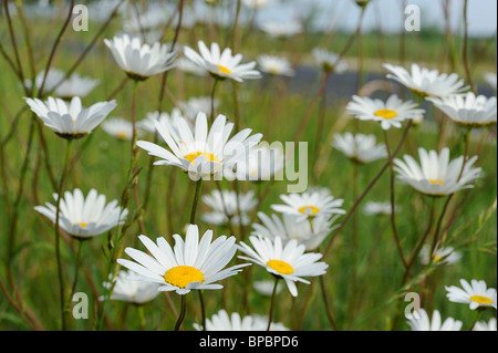 Domaine de la grande marguerite blanche fleurs en croissance en Médoc, au sud-ouest de la France Banque D'Images