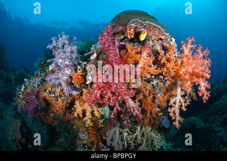 La diversité des coraux mous et les ascidies poussant sur un corail dur bommie, Misool, Papouasie occidentale, en Indonésie. Banque D'Images