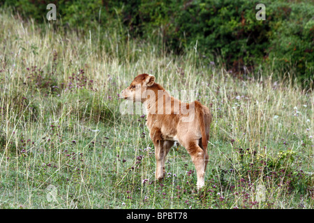 Veau nouveau-né dans l'herbe haute Banque D'Images