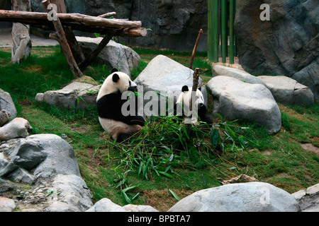 Hong Kong pandas. Photo de Kim Craig Banque D'Images