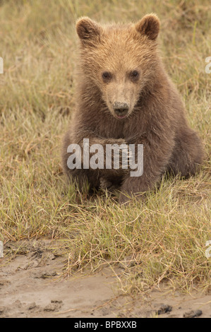 Stock photo d'un ours brun d'Alaska cub assis dans d'herbes courtes, Lake Clark National Park, Alaska. Banque D'Images