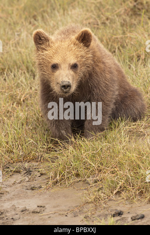 Stock photo d'un ours brun d'Alaska cub assis dans d'herbes courtes, Lake Clark National Park, Alaska. Banque D'Images