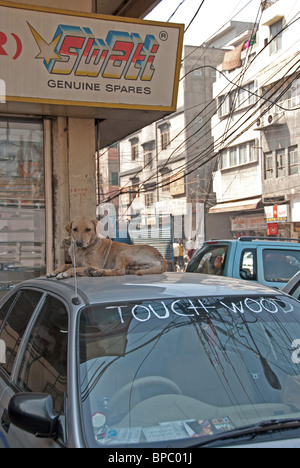 La décision Roost - les chiens de la rue sont en train de devenir une caractéristique dominante dans de nombreuses zones urbaines en Inde y compris la capitale New Delhi Banque D'Images