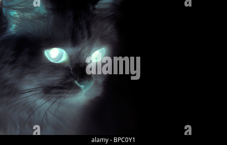 Spooky chat noir les yeux brillants Banque D'Images