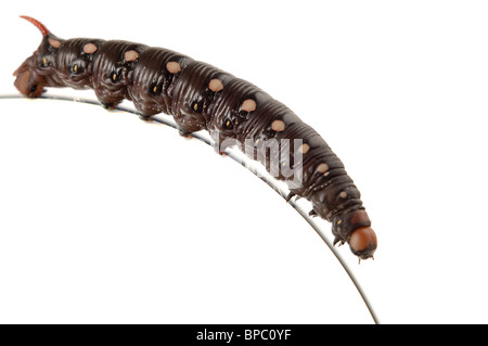 Big Black Caterpillar sur le bord d'un disque compact macro isolé sur fond blanc Banque D'Images