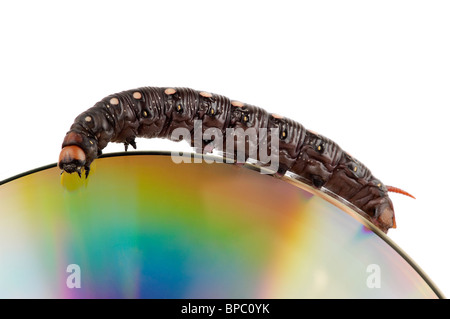 Big Black escalade caterpillar par le bord d'un disque compact macro isolé sur fond blanc Banque D'Images