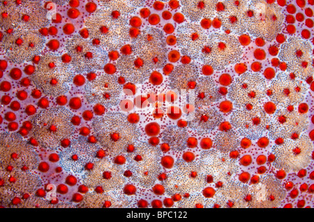 Surface d'une étoile de mer du coussin, Pulau Weh, Sumatra, Indonésie. Banque D'Images