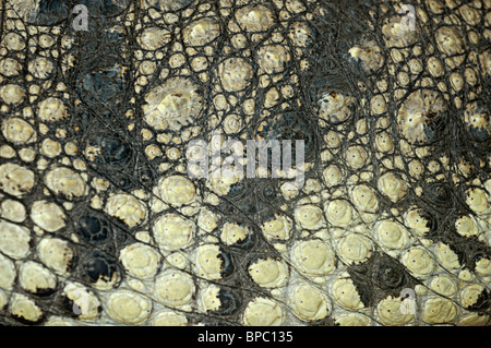 Close-up de la peau de crocodile abstract background texture organique Banque D'Images