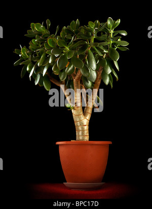 Crassula ovata - Jade Plant - arbre d'argent isolé sur fond noir Banque D'Images