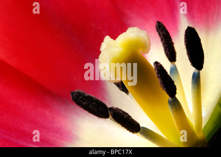 Belles couleurs macro d'une tulipe rouge pistil et étamines, Extreme close-up la photographie de la nature Banque D'Images