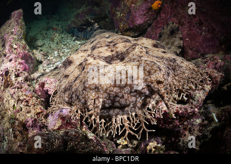 Un wobbegong à pampilles couché sur un fond rocheux camouflés, Triton Bay, en Papouasie occidentale, en Indonésie. Banque D'Images