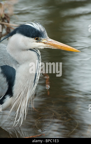 Un héron solitaire chasse pour pêcher parmi les roseaux morts Banque D'Images