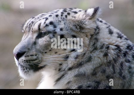 Femme snow leopard (head shot) Banque D'Images