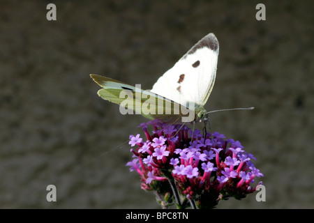 Grand papillon blanc sur la verveine bush Banque D'Images