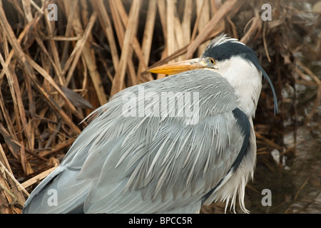 Un héron solitaire chasse pour pêcher parmi les roseaux morts Banque D'Images