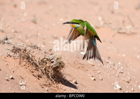 Swallow-tailed bee-eater, Merops hirundineus, en vol, Kgalagadi Transfrontier Park, Afrique du Sud Banque D'Images