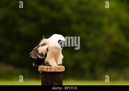 Chouette à lunettes pour mineurs, Pulsatrix perspicillata, au Centre international pour les oiseaux de proie près de Newent, Royaume-Uni Banque D'Images