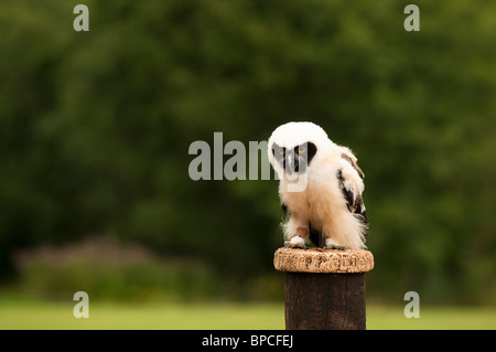 Chouette à lunettes pour mineurs, Pulsatrix perspicillata, au Centre international pour les oiseaux de proie près de Newent, Royaume-Uni Banque D'Images