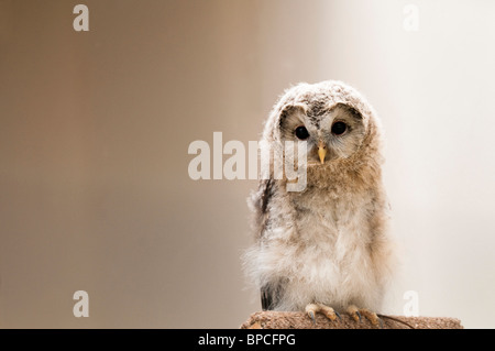 2 mois, chouette de l'Oural Strix uralensis, au Centre international pour les oiseaux de proie près de Newent, Royaume-Uni Banque D'Images