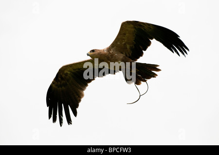 Aigle ravisseur indien, Aquila rapax, au Centre international pour les oiseaux de proie près de Newent, Royaume-Uni Banque D'Images