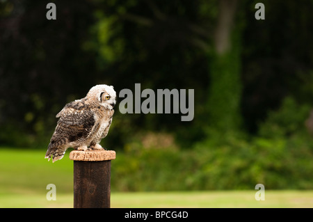 La grand-duc d'Amérique, Bubo virginianus, au Centre international pour les oiseaux de proie près de Newent, Royaume-Uni Banque D'Images