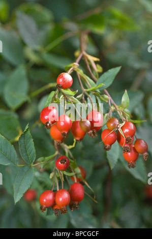 Feuilles rouge-rose (Rosa glauca) plante de jardin cultivé de fructification Adel West Yorkshire Angleterre Angleterre Europe. RHS Award de Jardin Mérite. Banque D'Images