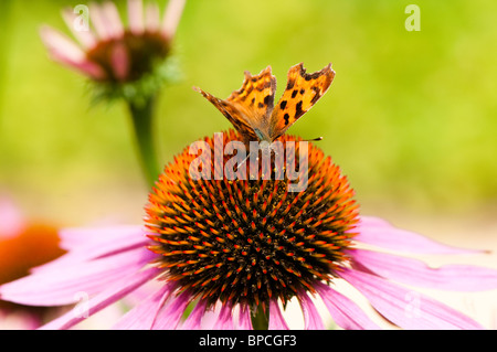 Comma Butterfly, Polygonia c-album, l'alimentation sur l'échinacée Banque D'Images