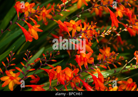 Crocosmia Montbretia, Orange, en fleurs en été Banque D'Images