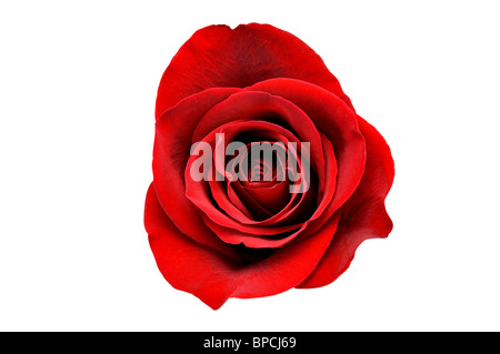 Rose rouge isolé sur fond blanc avec chemin de détourage. Banque D'Images