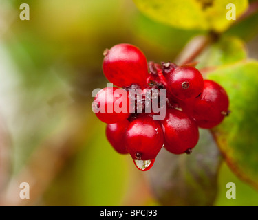 Baies rouge vif d'un Lonicera periclymenum 'Serotina', fin en août Chèvrefeuille Néerlandais Banque D'Images