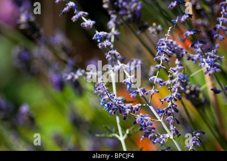 Perovskia atriplicifolia 'Blue Spire', Fédération de la sauge en fleur Banque D'Images