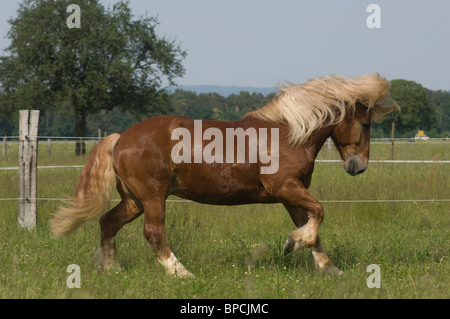 L'exécution de coldblood Banque D'Images