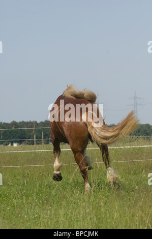 L'exécution de coldblood Banque D'Images
