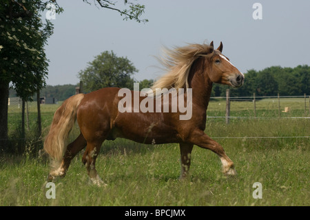 L'exécution de coldblood Banque D'Images