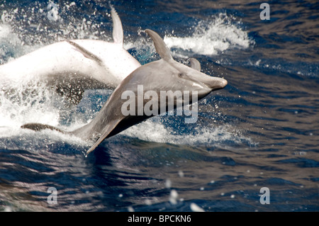 Grand dauphin. Des dauphins en bateau de Los Gigantes, Tenerife, Espagne Banque D'Images