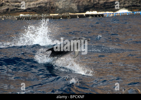 Grand dauphin sur l'observation de dauphins en bateau de Los Gigantes, Tenerife, Espagne Banque D'Images