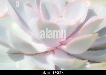 Close-up passe-haut de cactus. Dept de faible profondeur (de champ sdof). L'horizontale Banque D'Images