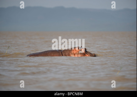 Des profils l'hippopotame, Hippopotamus amphibius, dans la vallée du Rift, le lac Baringo, au Kenya Banque D'Images