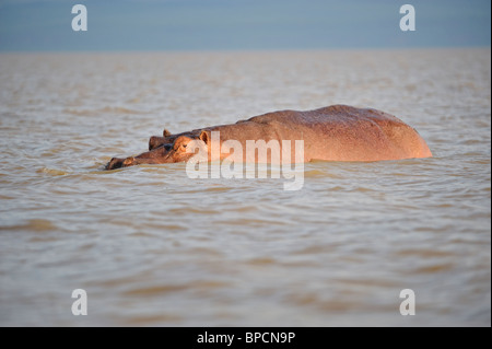 Des profils l'hippopotame, Hippopotamus amphibius, dans la vallée du Rift, le lac Baringo, au Kenya Banque D'Images