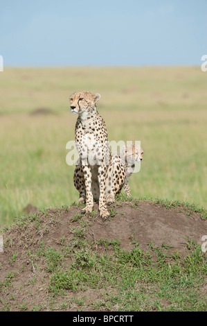 Avec un Cheetah cub, Masai Mara, Kenya Banque D'Images