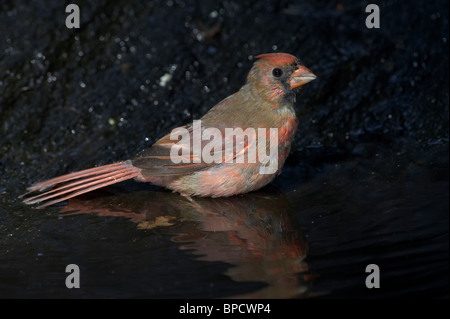 Le Cardinal rouge mâle adultes muent en prenant un bain Banque D'Images