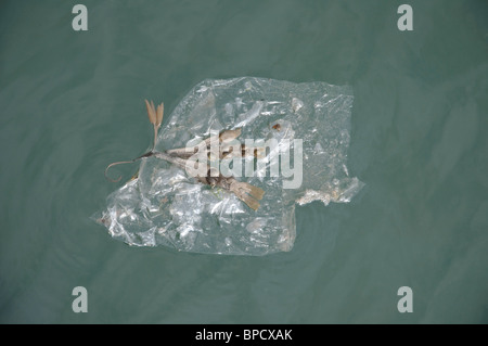 Un morceau d'algue bladderrack assis sur une feuille de plastique flottant dans la mer du Nord. Banque D'Images