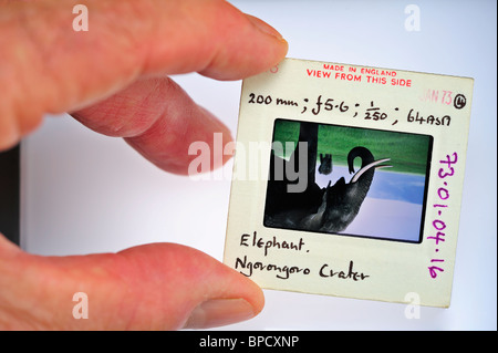L'examen d'une ancienne couleur Kodachrome faites glisser d'un éléphant sur une sélection Banque D'Images